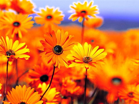 Beaches Serviced Apartments - Great Ocean Road Tourism 31