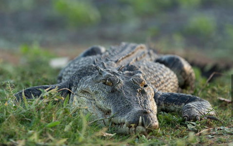 Wildman Wilderness Lodge - Great Ocean Road Tourism 24
