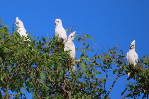 Aurora Kakadu Lodge - Great Ocean Road Tourism 9