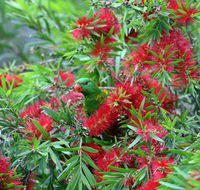 Bottlebrush B  B - Great Ocean Road Tourism