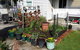 Carisbrook Cottage Queenscliff - thumb 1