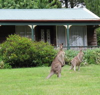 Cedar Lodge Cabins - Great Ocean Road Tourism