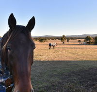 Clydesdale Cottage on Talga with real Clydesdale Horses - Great Ocean Road Tourism