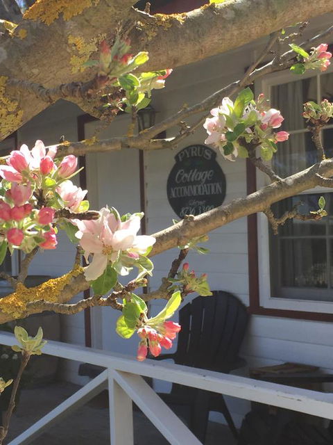 Coonawarra's Pyrus Cottage - Great Ocean Road Tourism 3