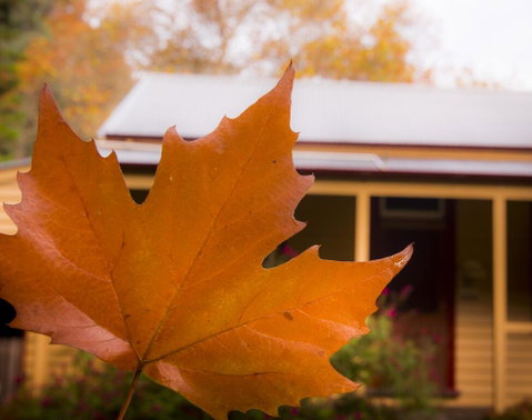 Creek Cottage - Great Ocean Road Tourism 3