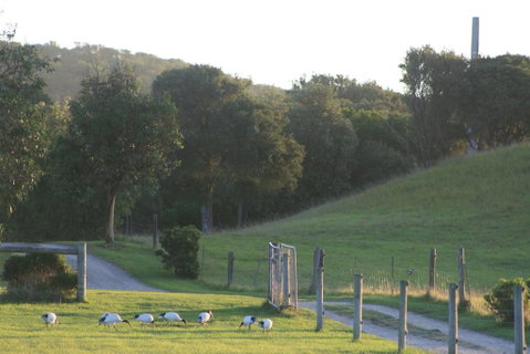 Driftwood Villas - Great Ocean Road Tourism 1