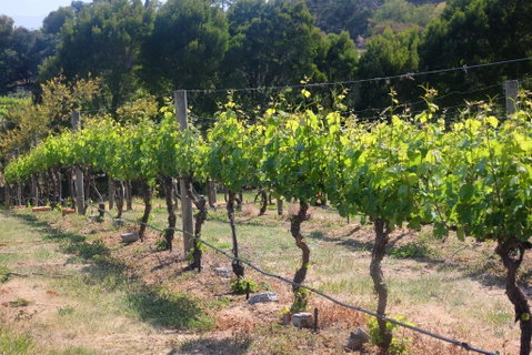 Every Man And His Dog Vineyard - Great Ocean Road Tourism 2