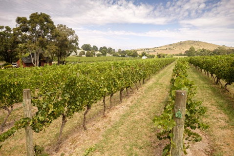 Fergusson Winery Homestead Accomodation - Great Ocean Road Tourism 1