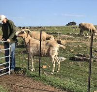 Gilgraves Vineyard Farmstay - Great Ocean Road Tourism
