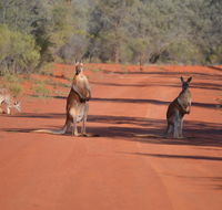 Gundabooka National Park Cottages - Great Ocean Road Tourism