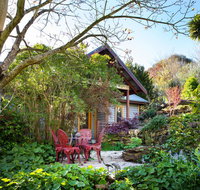 Hills End Camellia - Great Ocean Road Tourism