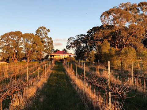Lillicur Vineyard B&B - Great Ocean Road Tourism 0