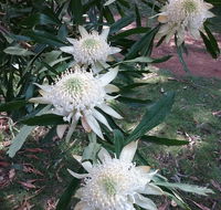 Lyrebird Gully Retreat