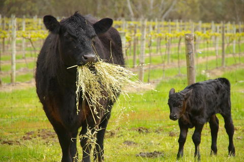 Naimanya Cottage - Great Ocean Road Tourism 0