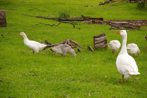 Naimanya Cottage - Great Ocean Road Tourism 3