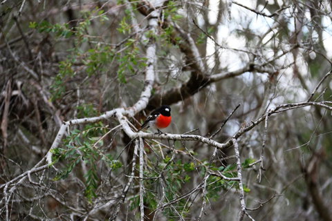 Treenbrook Cottages - Great Ocean Road Tourism 5