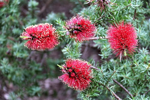 Treenbrook Cottages - Great Ocean Road Tourism 4