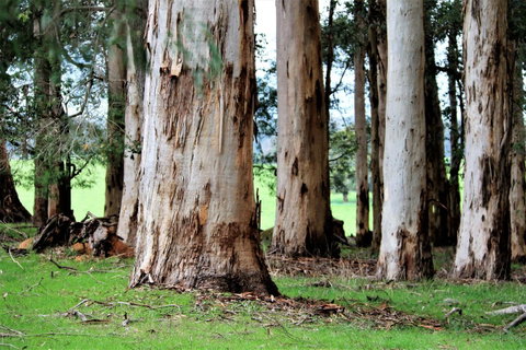 Treenbrook Cottages - Great Ocean Road Tourism 9