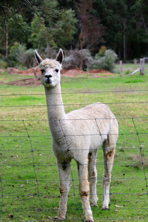 Treenbrook Cottages - Great Ocean Road Tourism 8