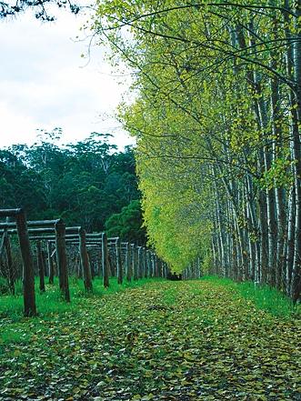 Hawke Brook Chalets - Great Ocean Road Tourism 12