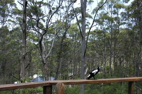 Ark Of Denmark - Great Ocean Road Tourism 11