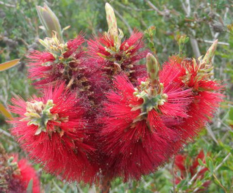 Tennessee Hill Chalets - Great Ocean Road Tourism 21