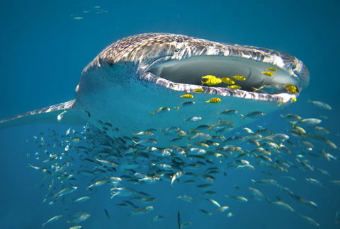 Sal Salis Ningaloo Reef - Great Ocean Road Tourism 20