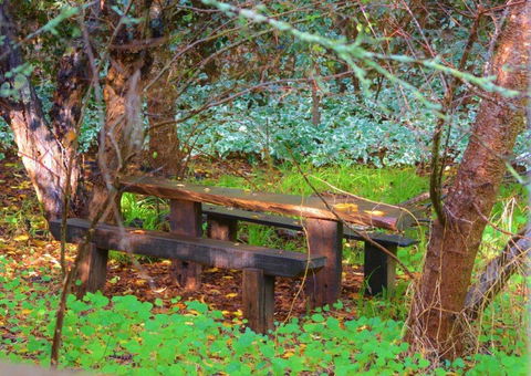 Black Cockatoo Lodge - Great Ocean Road Tourism 44