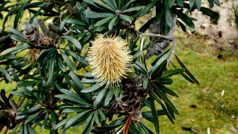 43 Degrees Bruny Island - Great Ocean Road Tourism 11