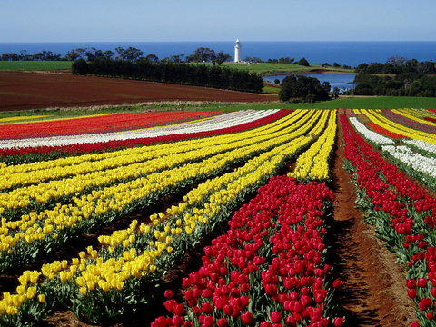 Seascape Beach House - Great Ocean Road Tourism 27