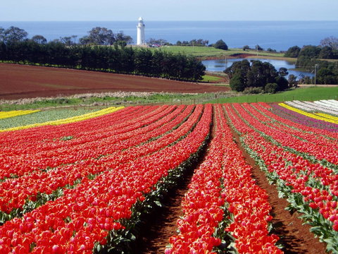 Seascape Beach House - Great Ocean Road Tourism 26
