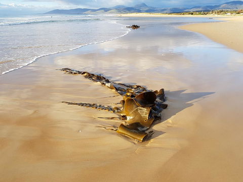 Blue Seas Holiday Villas - Great Ocean Road Tourism 11