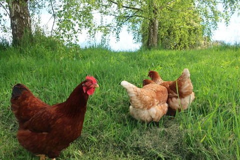Cherry Top Farmstay - Boutique Eco Village - Great Ocean Road Tourism 8