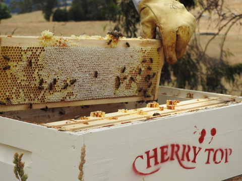 Cherry Top Farmstay - Boutique Eco Village - Great Ocean Road Tourism 28