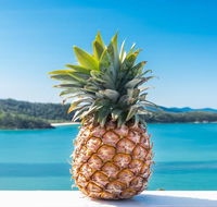 Pineapple House Whitsundays - Great Ocean Road Tourism
