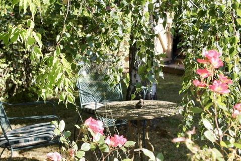Silver Birch B&B - Great Ocean Road Tourism 3