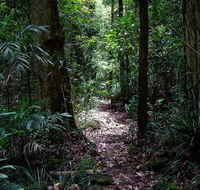 Springbrook Lyrebird Retreat - Great Ocean Road Tourism