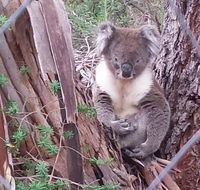 Stringybark Hills Retreat - Great Ocean Road Tourism