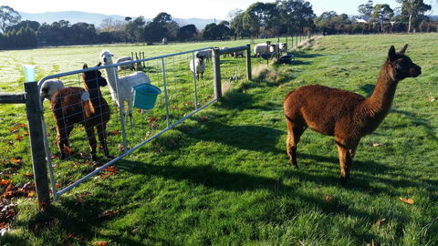 Tamar Valley Farm Stay - Great Ocean Road Tourism 2