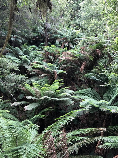 Corinna Wilderness Village - Great Ocean Road Tourism 12