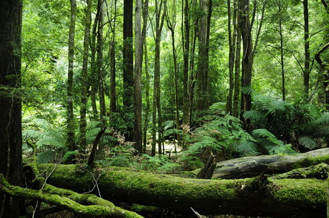 Corinna Wilderness Village - Great Ocean Road Tourism 37