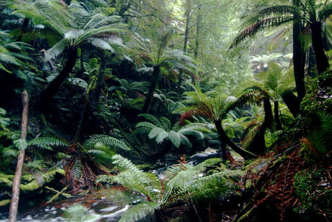 Corinna Wilderness Village - Great Ocean Road Tourism 41