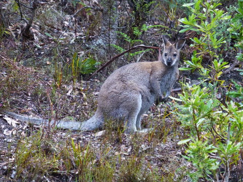 Eagles Rise Tasmania - Great Ocean Road Tourism 11
