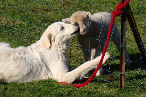 Buttons Cottage For Canyon & Rain Forest Walks With In House Dining - Great Ocean Road Tourism 32