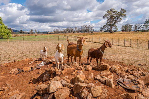 Glencoe Country Bed And Breakfast - Great Ocean Road Tourism 36
