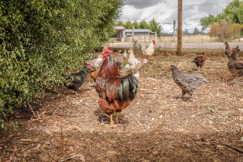 Glencoe Country Bed And Breakfast - Great Ocean Road Tourism 32