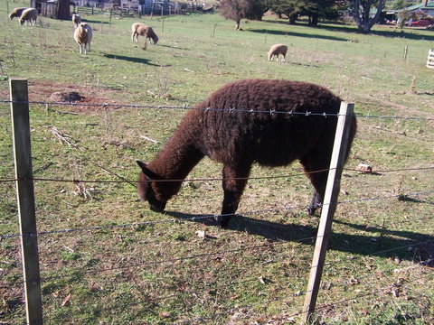 Drumreagh Cabins - Great Ocean Road Tourism 11