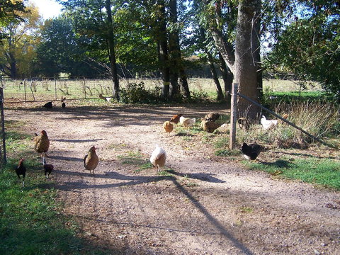 Drumreagh Cabins - Great Ocean Road Tourism 2
