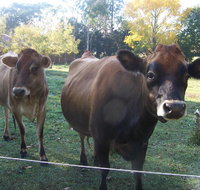 Drumreagh Bed  Breakfast Cabins - Great Ocean Road Tourism