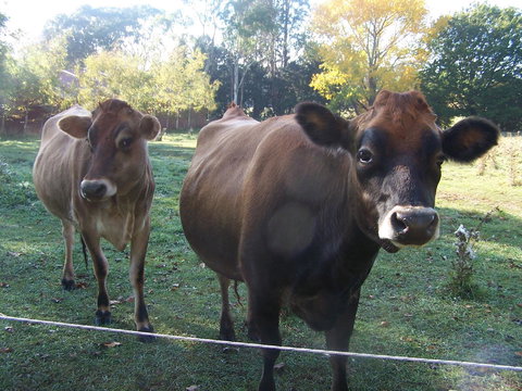 Drumreagh Cabins - Great Ocean Road Tourism 0